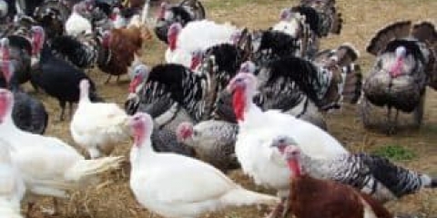 Newcastle bolest u purana i druge bolesti peradi, njihovo liječenje i prevencija